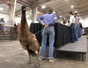 Photos: Emu joins in Poultry Showmanship at MontanaFair