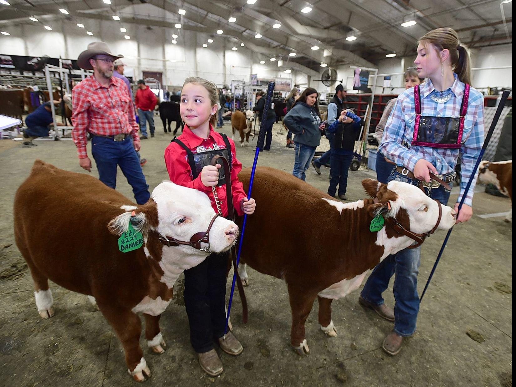 No Small Matter Miniature Herefords Put On A Show At Nile In Billings Montana News Billingsgazette Com