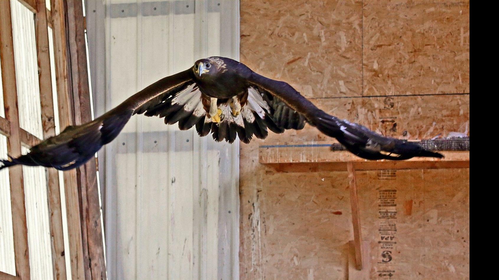 Bozeman Raptor Center Taking In More Than 180 Injured Birds Local News Billingsgazette Com
