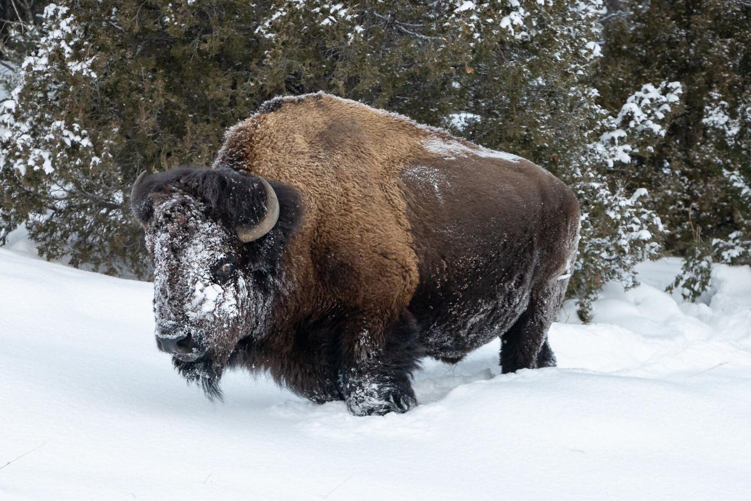 Get to know the bison | Montana Field Guide