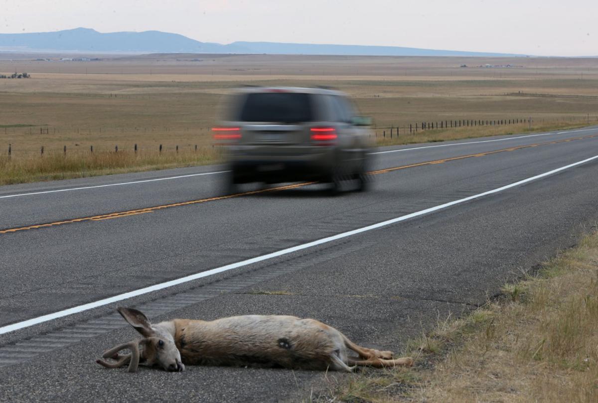 Montana takes 2nd in U.S. on State Farm list of deercar crashes