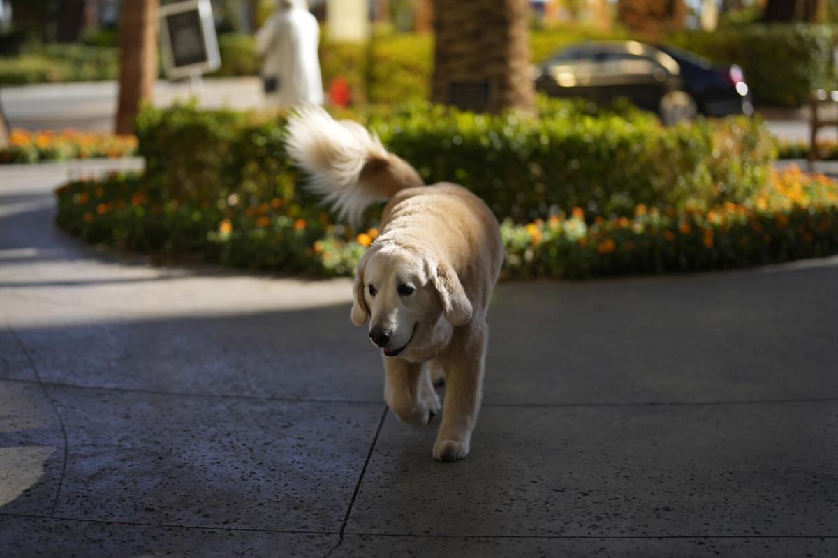 Herbstreit's golden retriever Ben has become a fan favorite