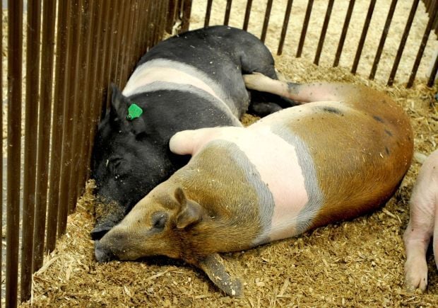 Two pigs rest together
