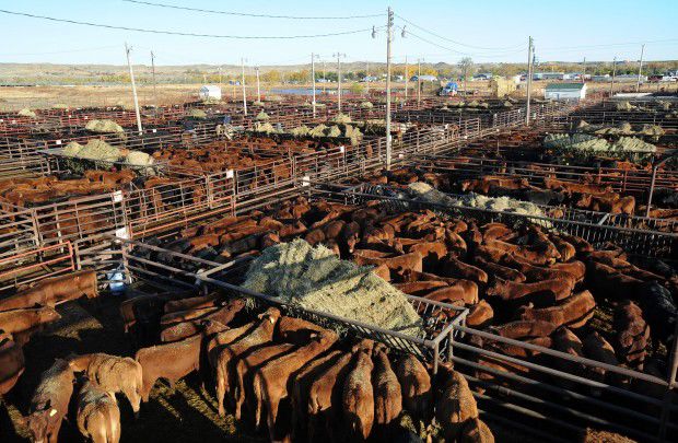 Going, Going, Gone: Ranchers Reap Strong Cattle Prices 