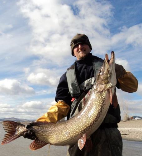 Fisheries crew traps huge pike in Canyon Ferry
