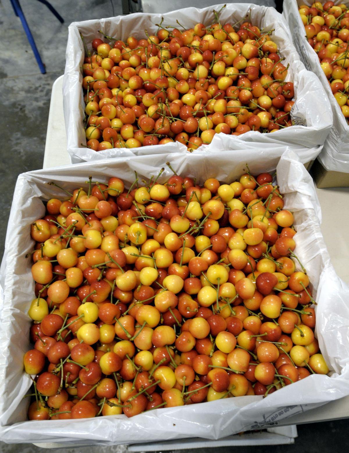 All things cherry highlight annual Flathead festival in Polson