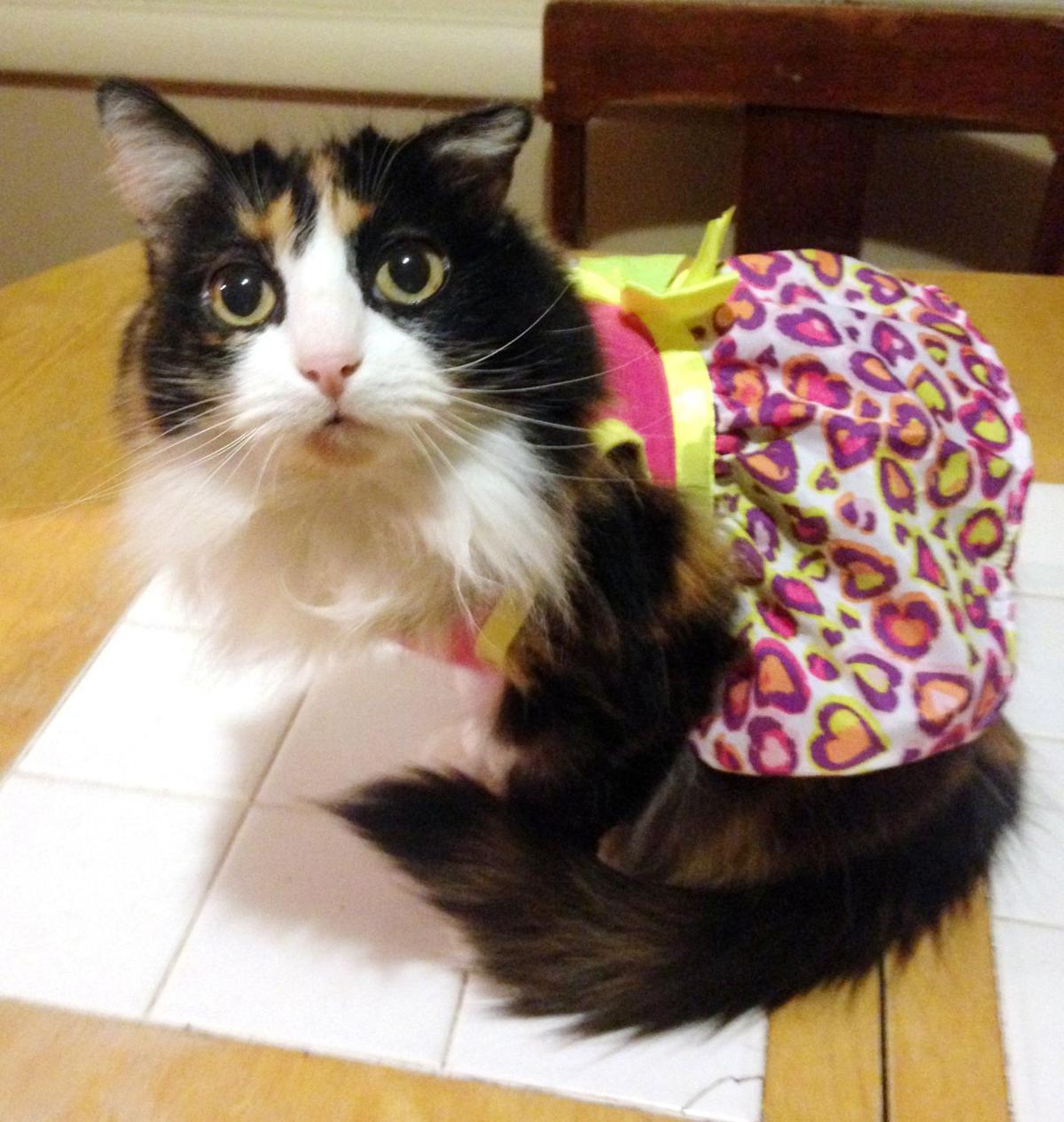 Readers Share Photos Of Their Pets On Halloween Pets