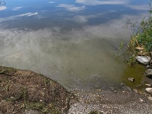 Harmful algal blooms confirmed on Hebgen Reservoir