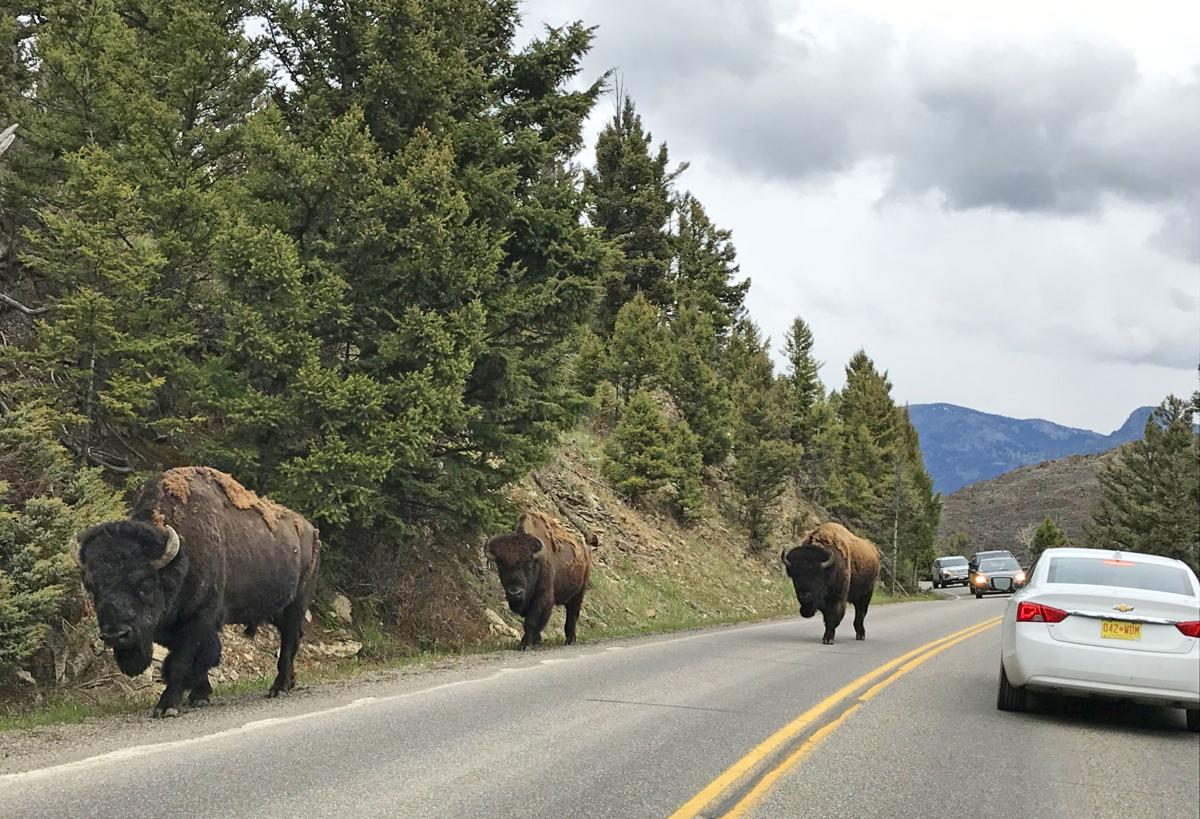 Yellowstone tourism