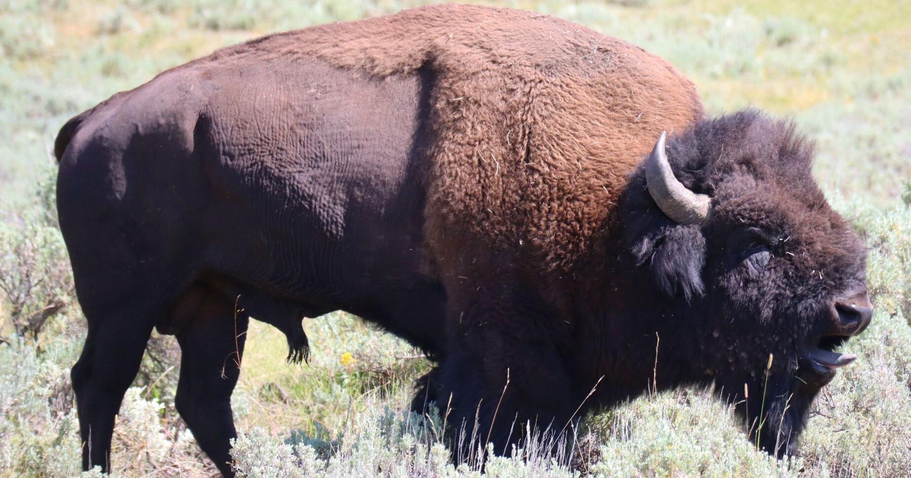 Yellowstone bison management plan proposal released by park - Vimarsana News