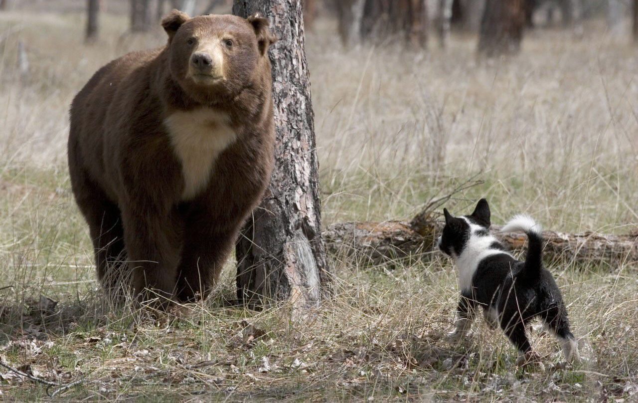 Karelian Dogs Instinctively Harass Bears As Management Alternative Outdoors Billingsgazette Com