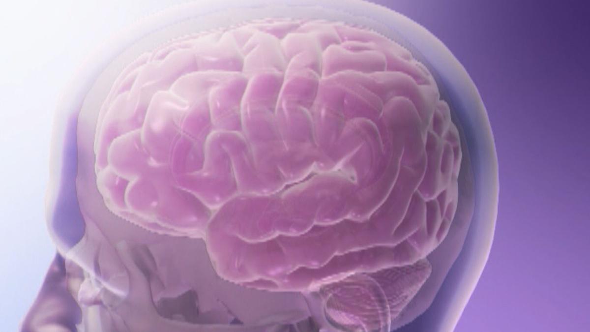  Green Tea Brain Function Improve Karti Hai