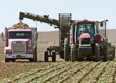 Sugar beet harvest