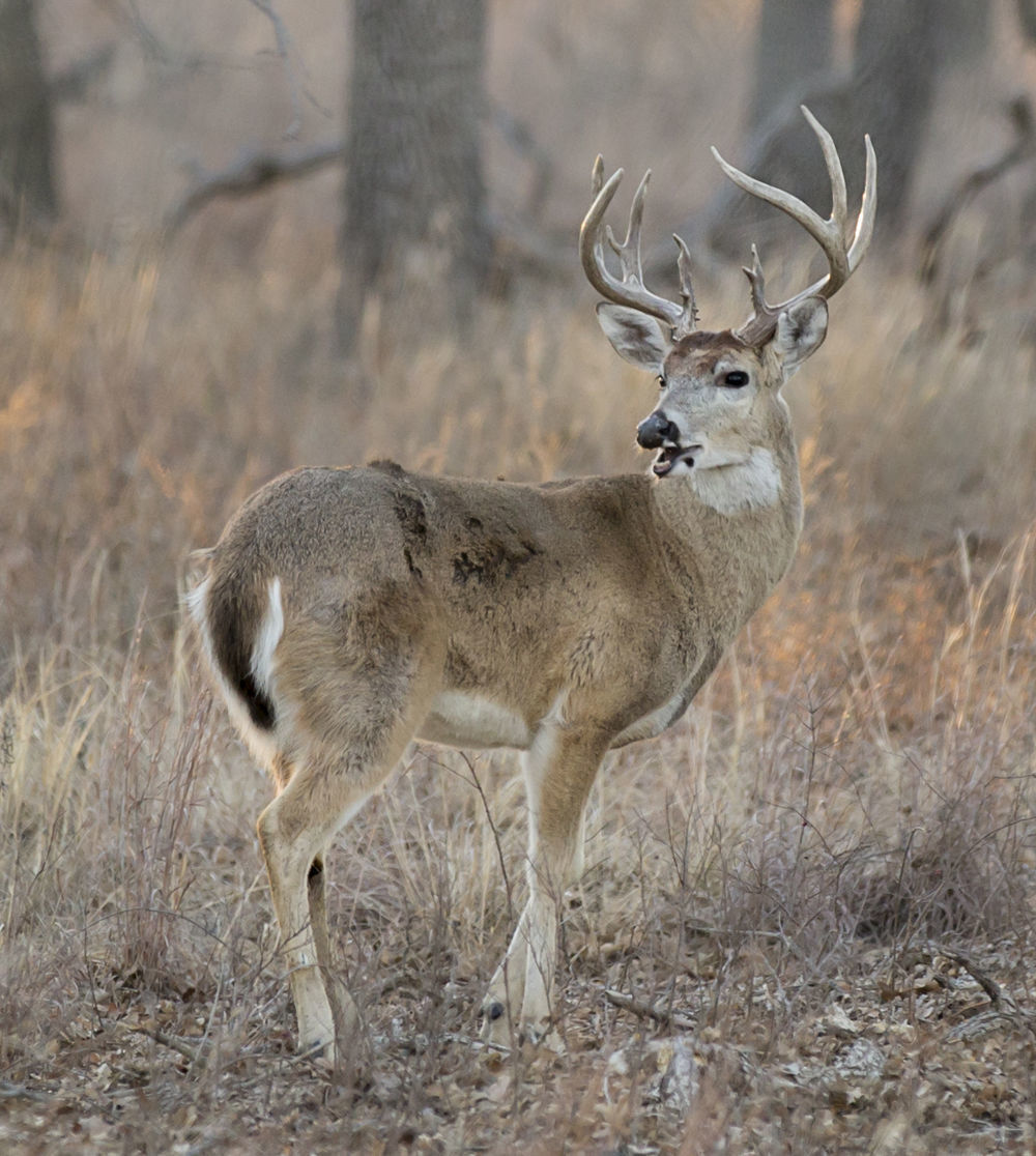 Plenty of hunting opportunities: Elk and deer fared well during tough ...