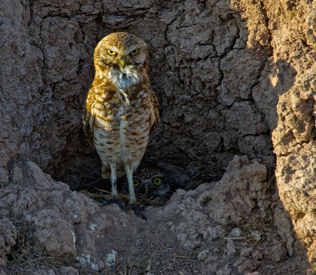 hansa burrowing owl