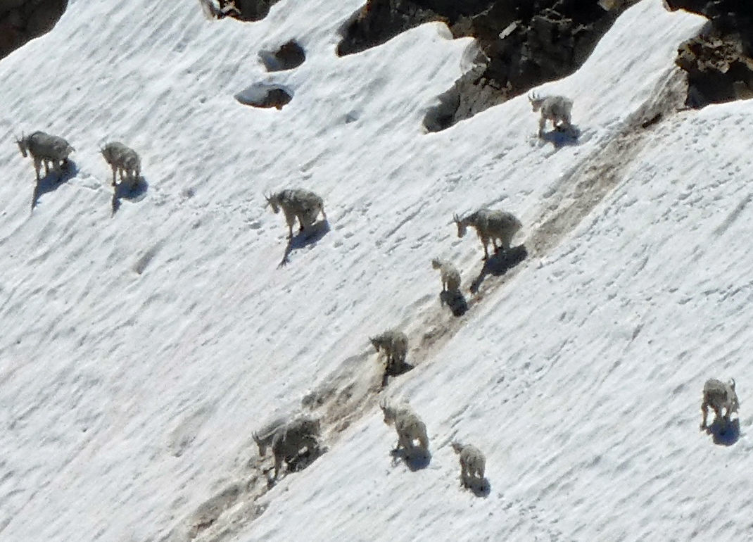 Mountain goats