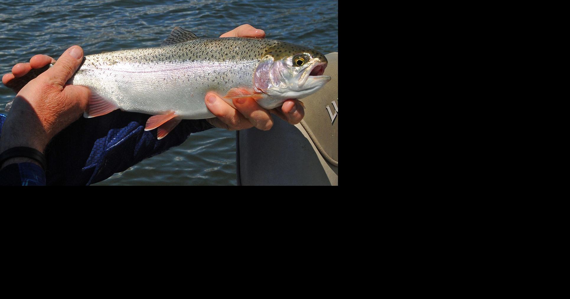 Fishing Report: Anglers catching rainbow trout cruising lake shorelines