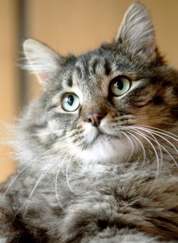 Pet of the week: Tulip