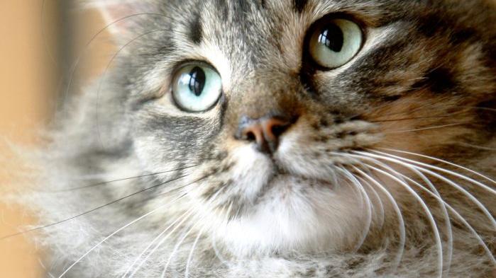 Pet of the week: Tulip | Pets | billingsgazette.com