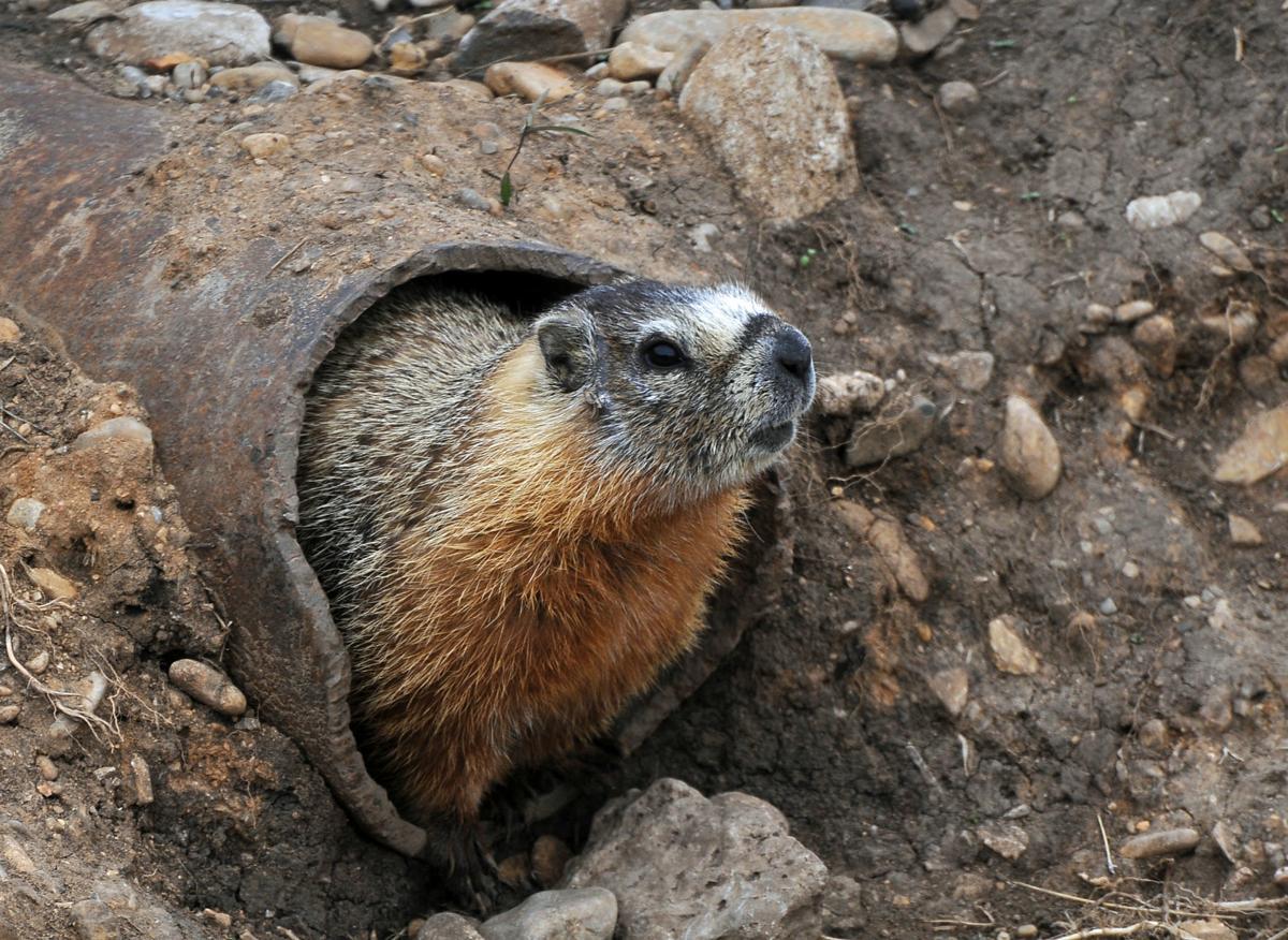 Yellow-bellied marmot