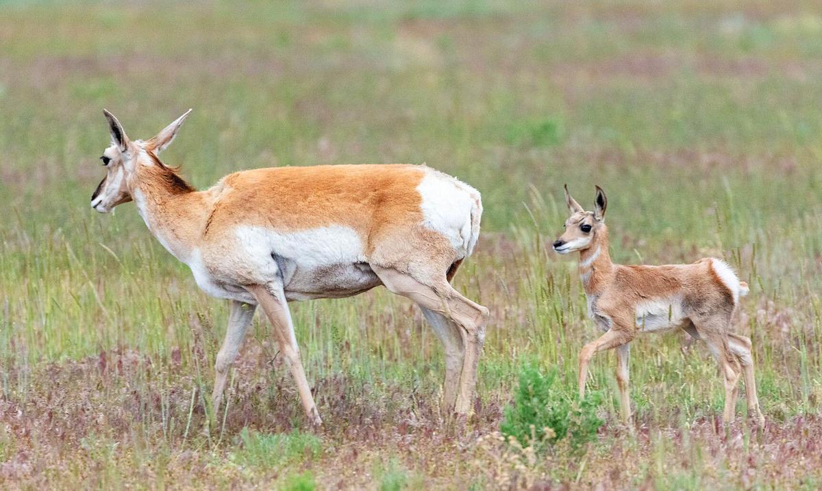 Coyotes killed by Arizona agency to protect pronghorns