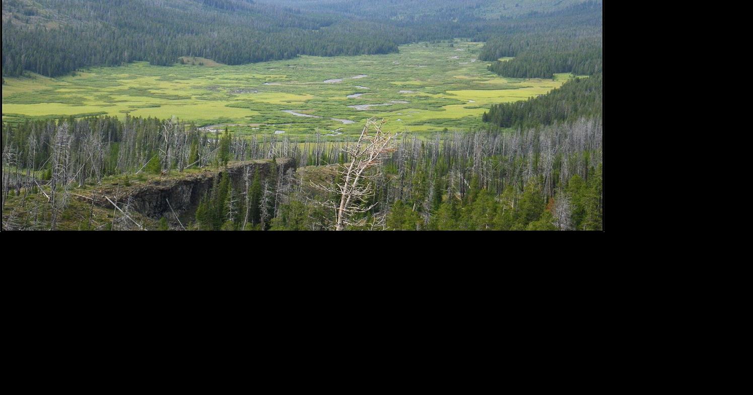 Yellowstone to poison lower Buffalo Creek to remove rainbow trout, hybrids