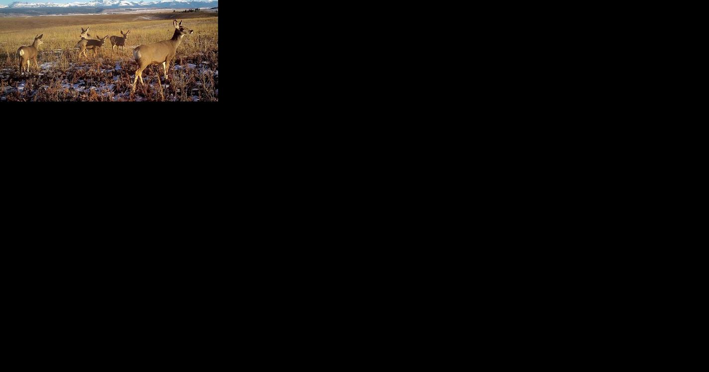 New film tracks Grand Teton National Park migrations - Vimarsana News