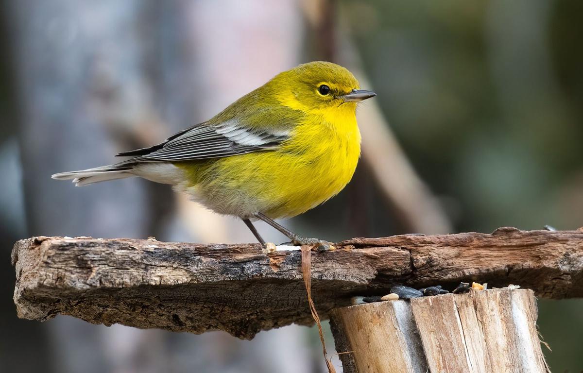 Pine warbler makes rare appearance in Red Lodge