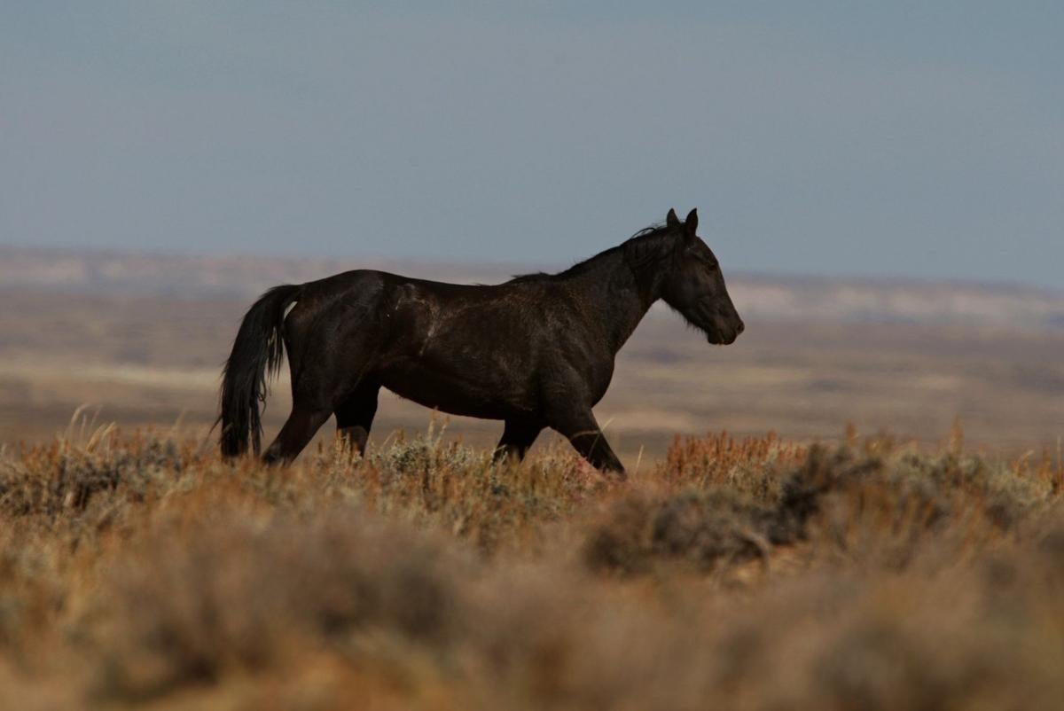 Wild Horse Removal