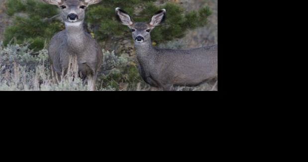 Mule deer decline pushes Montana FWP to create special panel - Vimarsana News