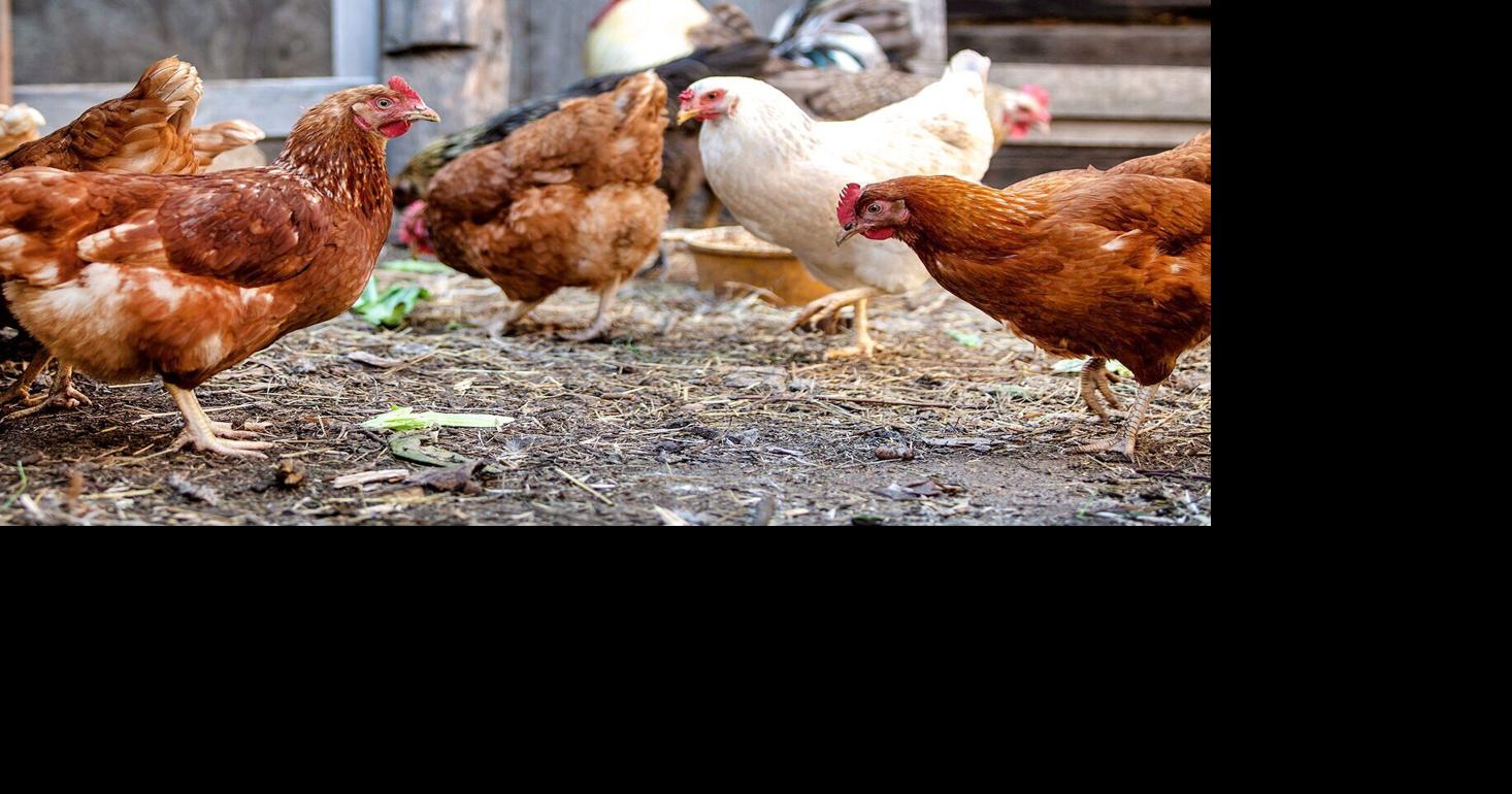 Avian flu detected in Rosebud County, wipes out entire flock of ...