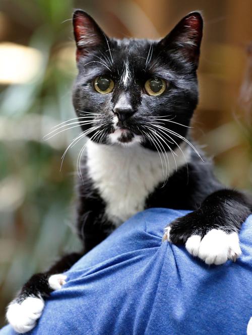 Pet Of The Week Bonnie Local News Billingsgazette Com