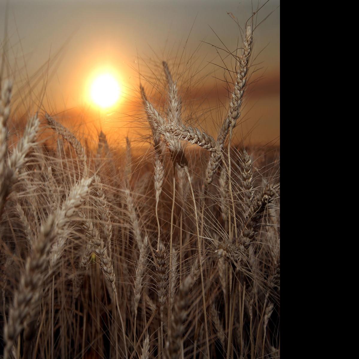 Banks See Bad Ag Loans On The Rise In Montana North Dakota