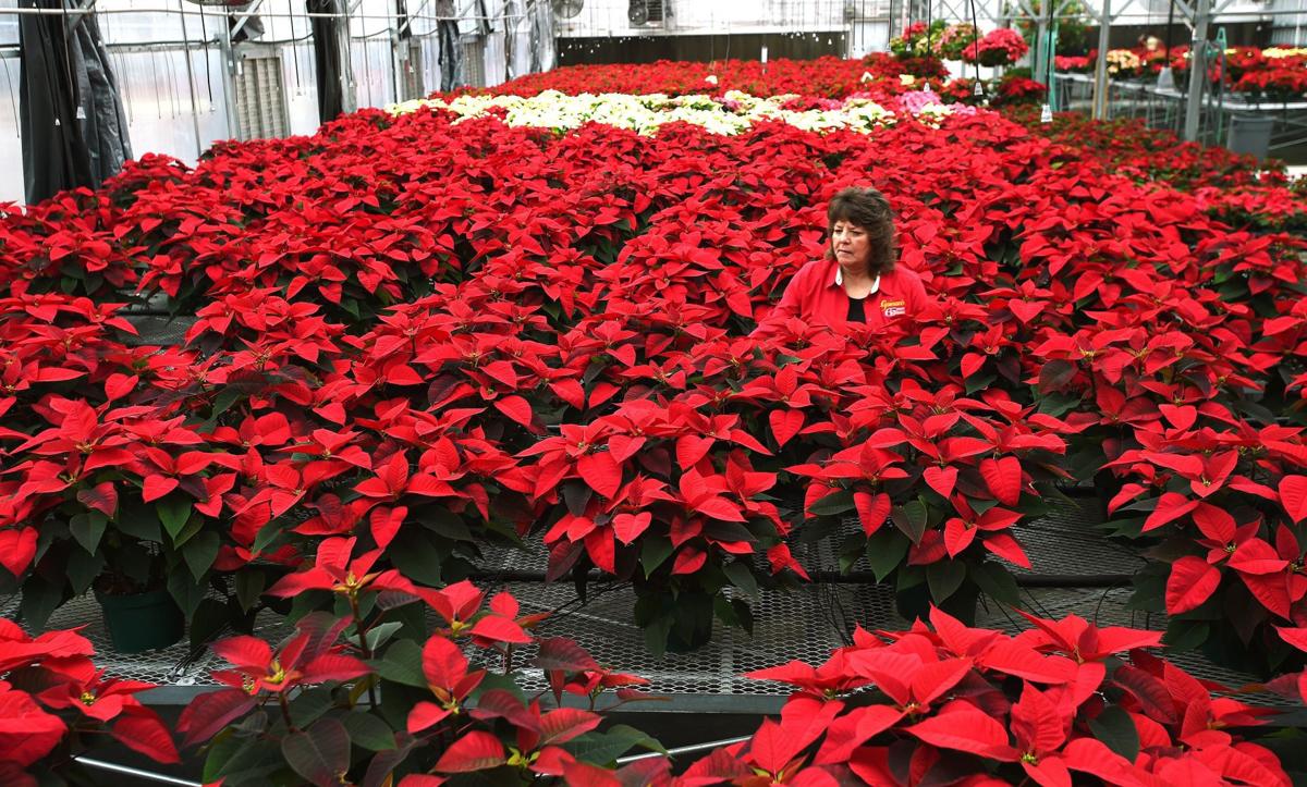 Gainan's growing poinsettia in greenhouse again for holidays