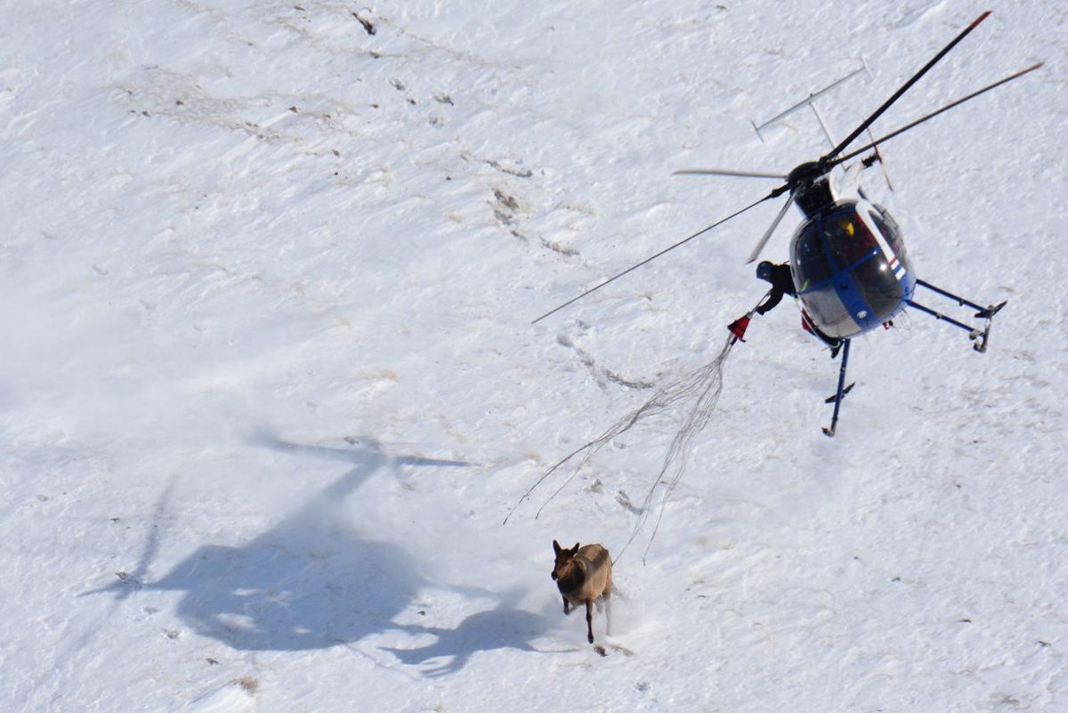 Elk capture