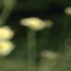 Tips On How To Attract Your Own Backyard Birds Home And Garden
