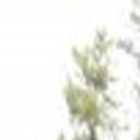 Survey Finds Hundreds Of Infested Trees On Casper Mountain