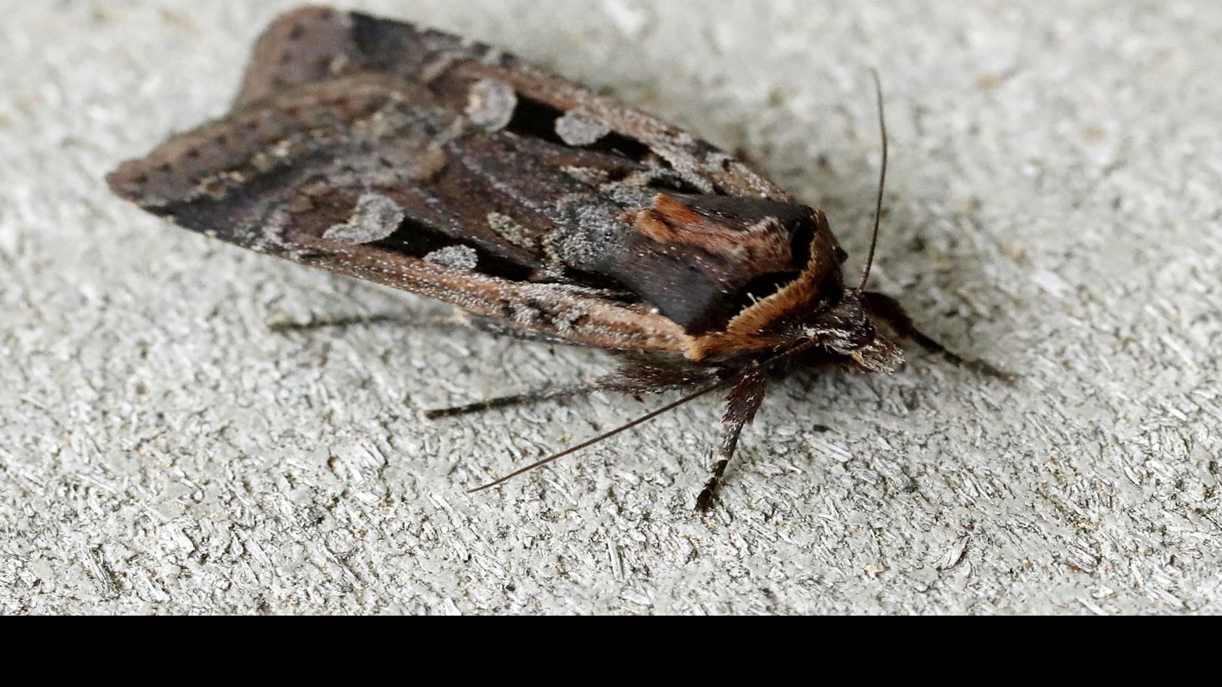 Why Are Moths Attracted To My Car