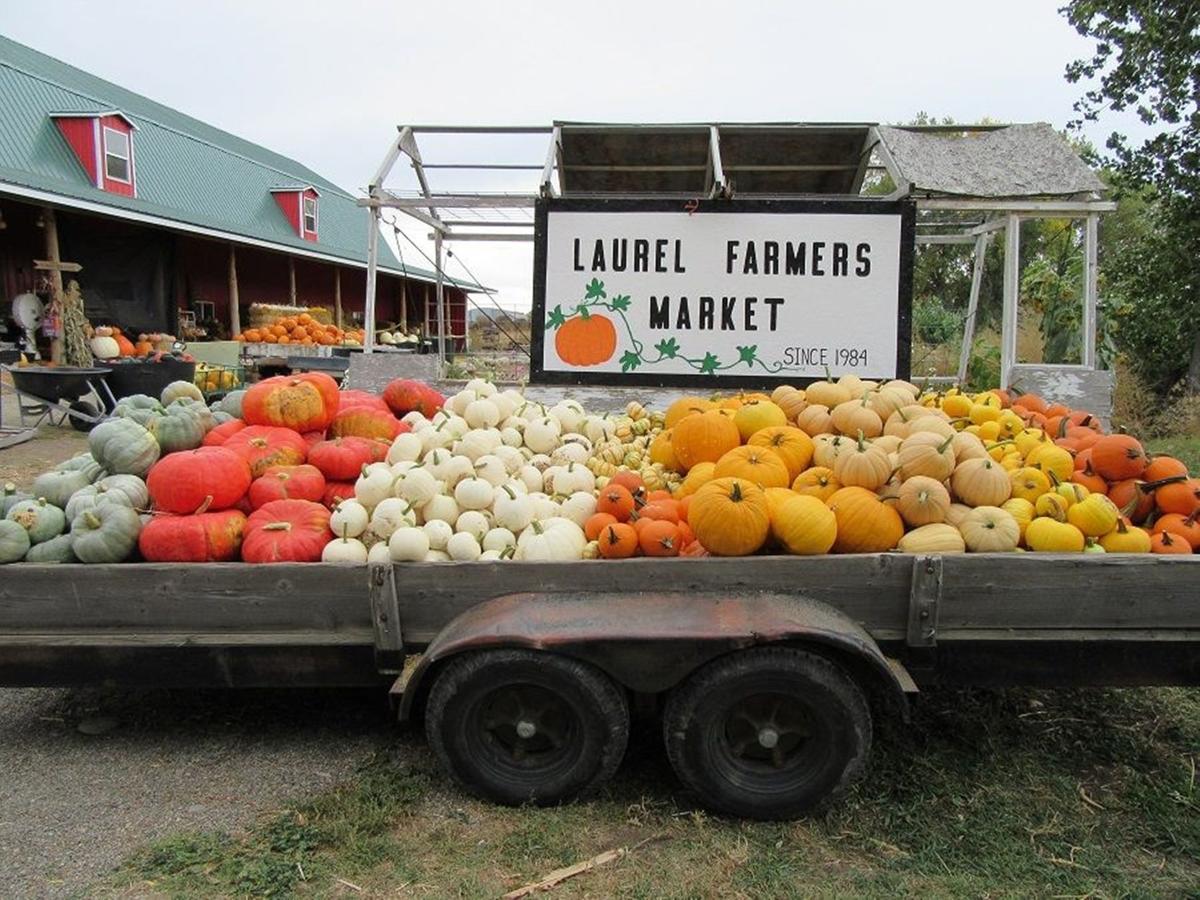 5 Places To Pick Your Own Pumpkin This Year Enjoy Billings Billingsgazette Com