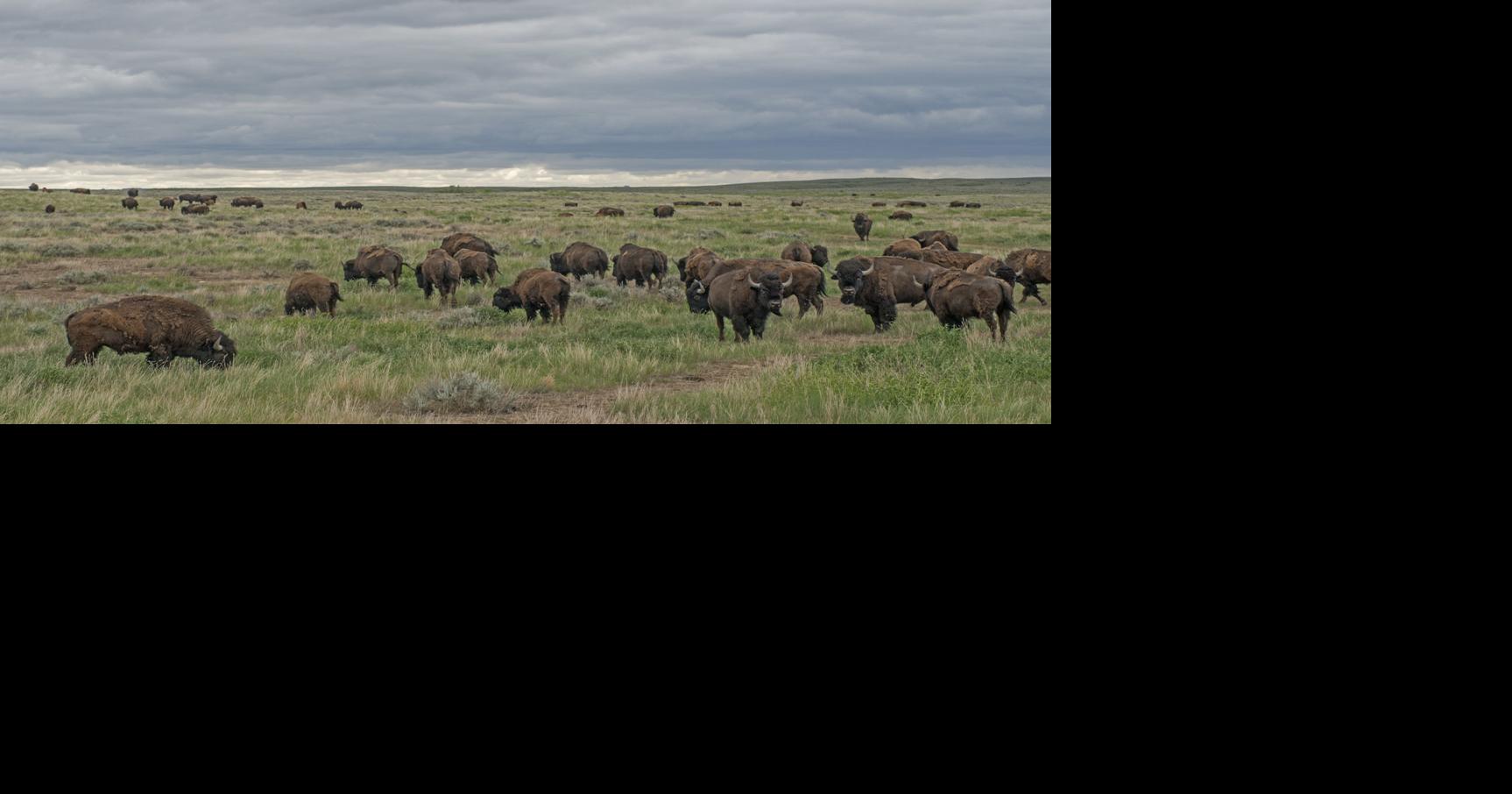 American Prairie Reserve offers bison hunts
