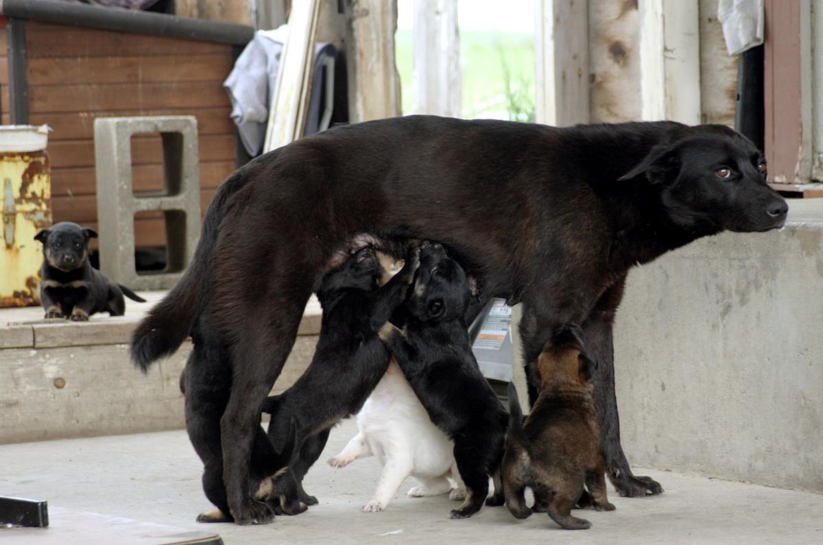 Stray dogs rounded up on Crow reservation; puppies available Local