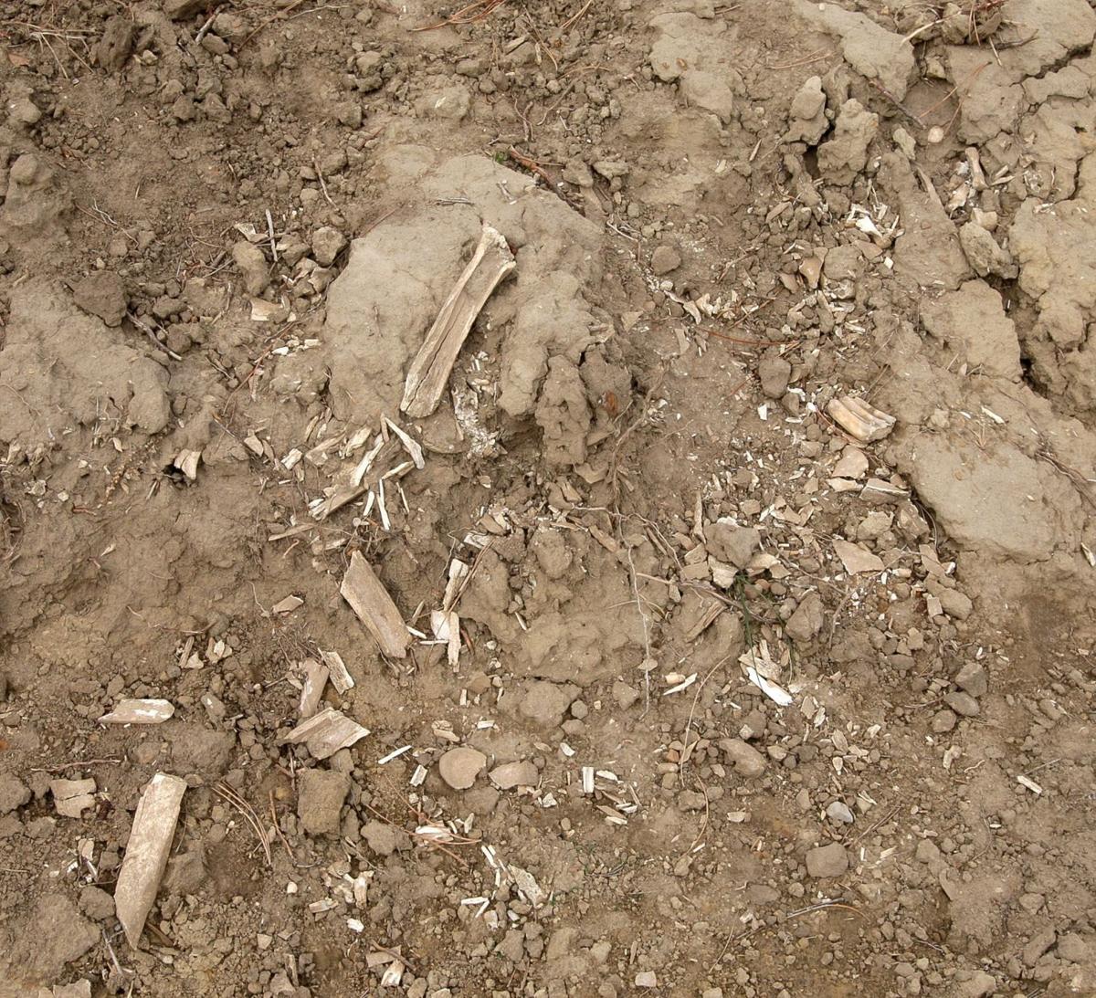 Tribe members Ancient bison kill site desecrated by mining Local