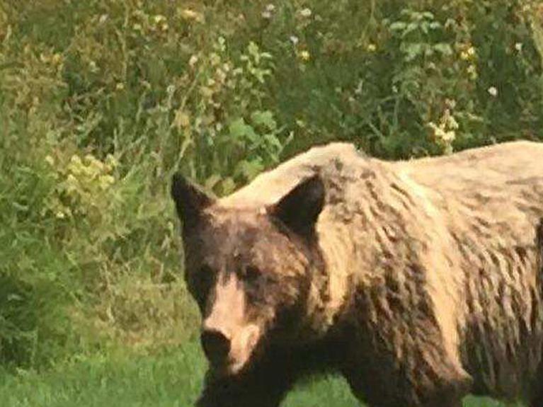 grizzly bear raids chicken coops