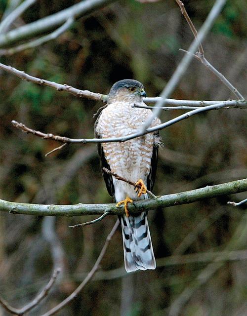 Sharp shinned Hawk