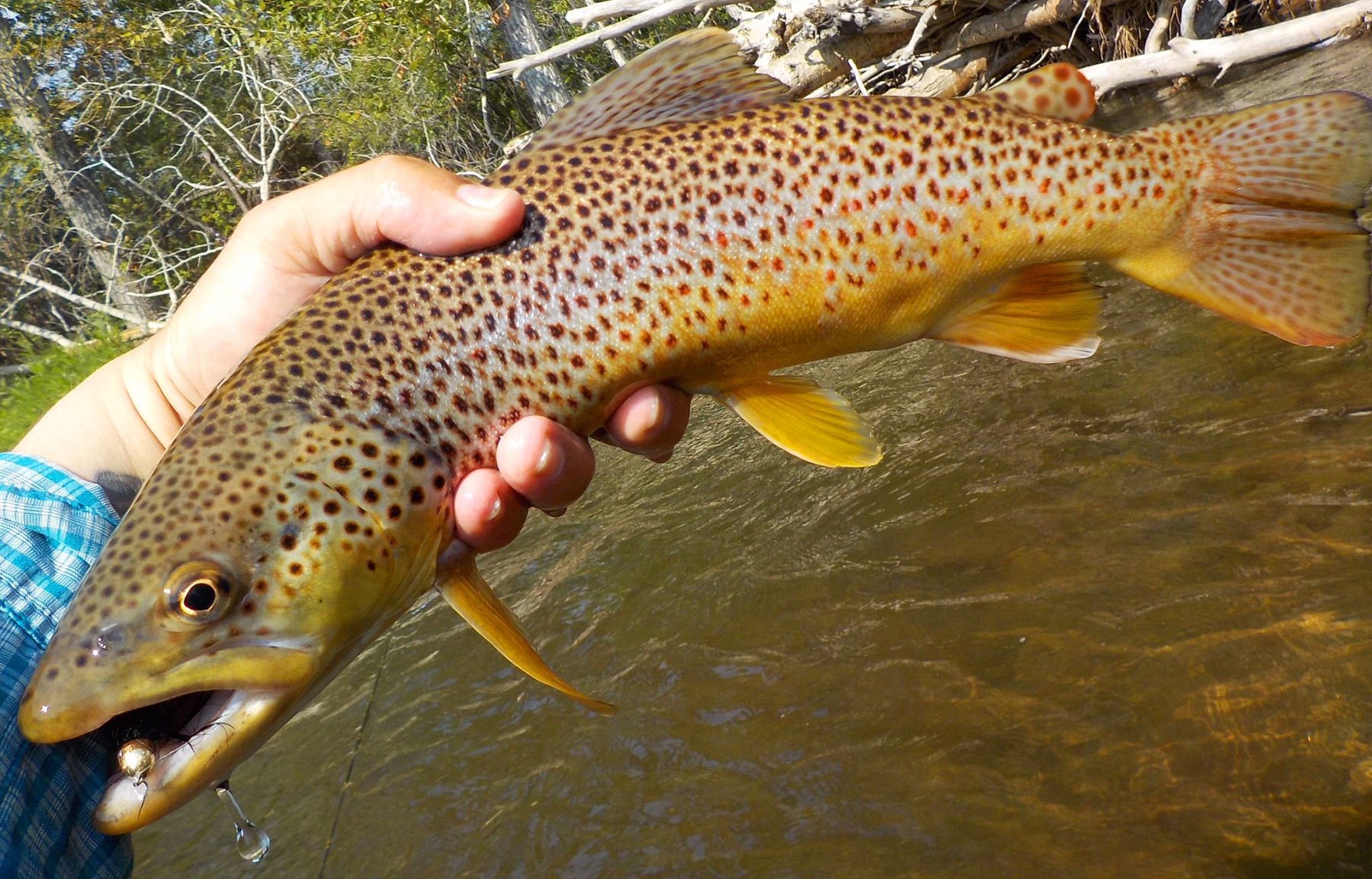 Montana fishing report Brown trout bite surges as fall spawn nears