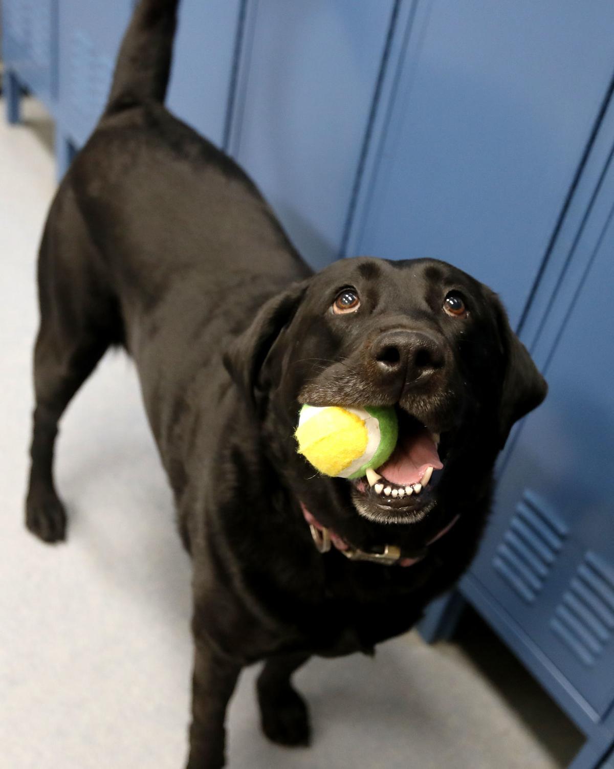 Billings Animal Shelters See Increase In Fostering Dip In