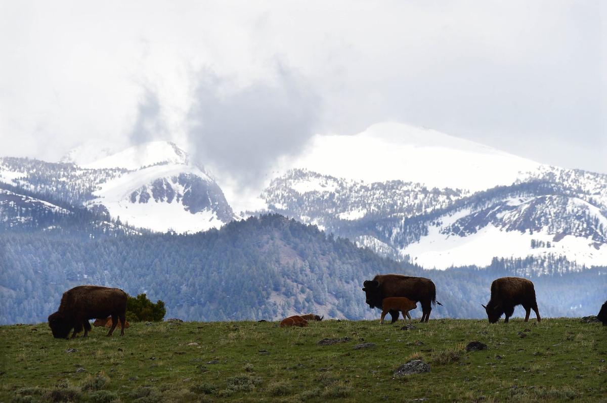 Bison