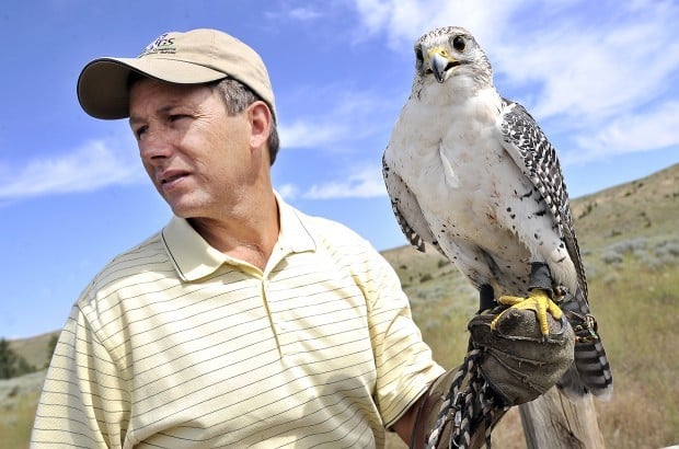 Montana takes lead on new rules for falconry