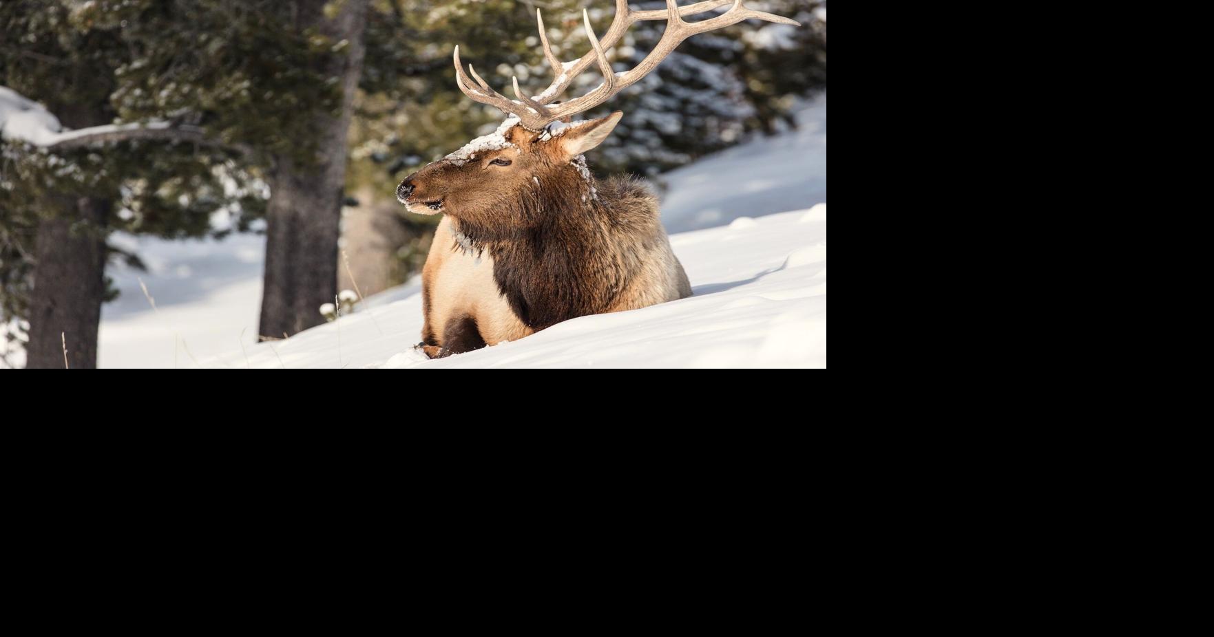 45 Montana landowners awarded free elk permits for allowing limited public access