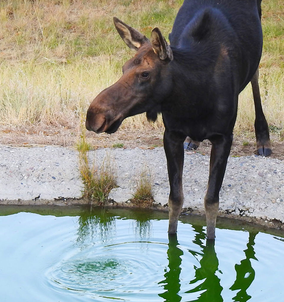 Moose moment